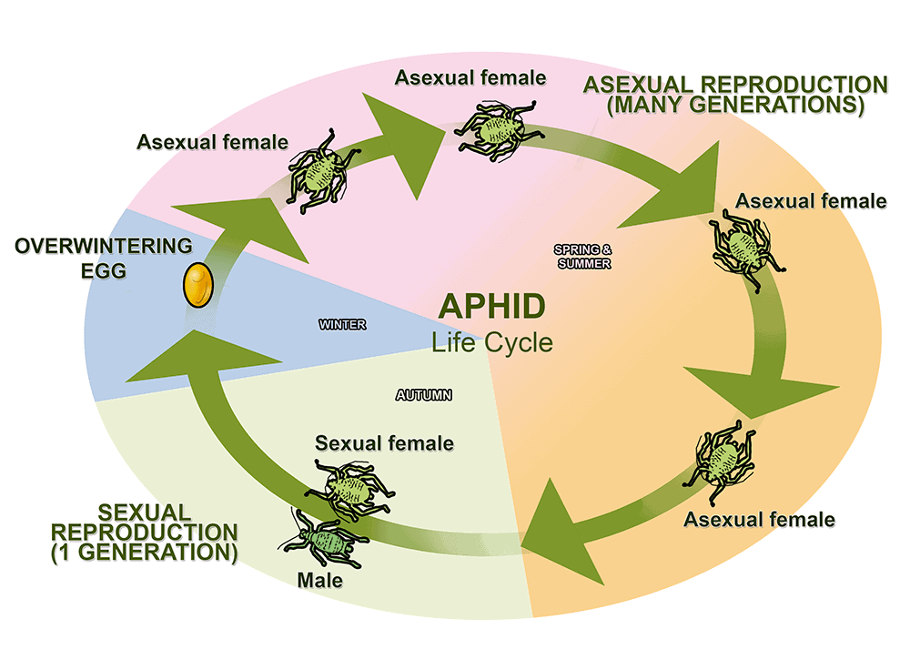 life cycle of aphids