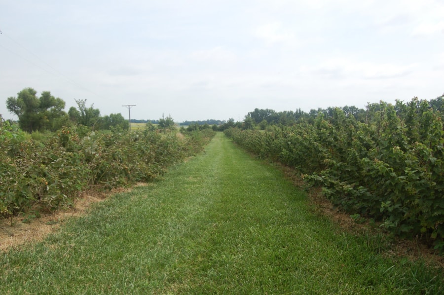 What Is Brambleberry? – The Garden Bug Detroit