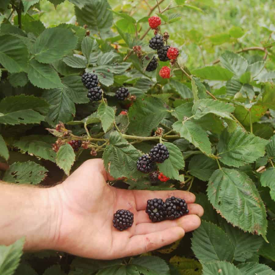 Blackberry plants and fruit