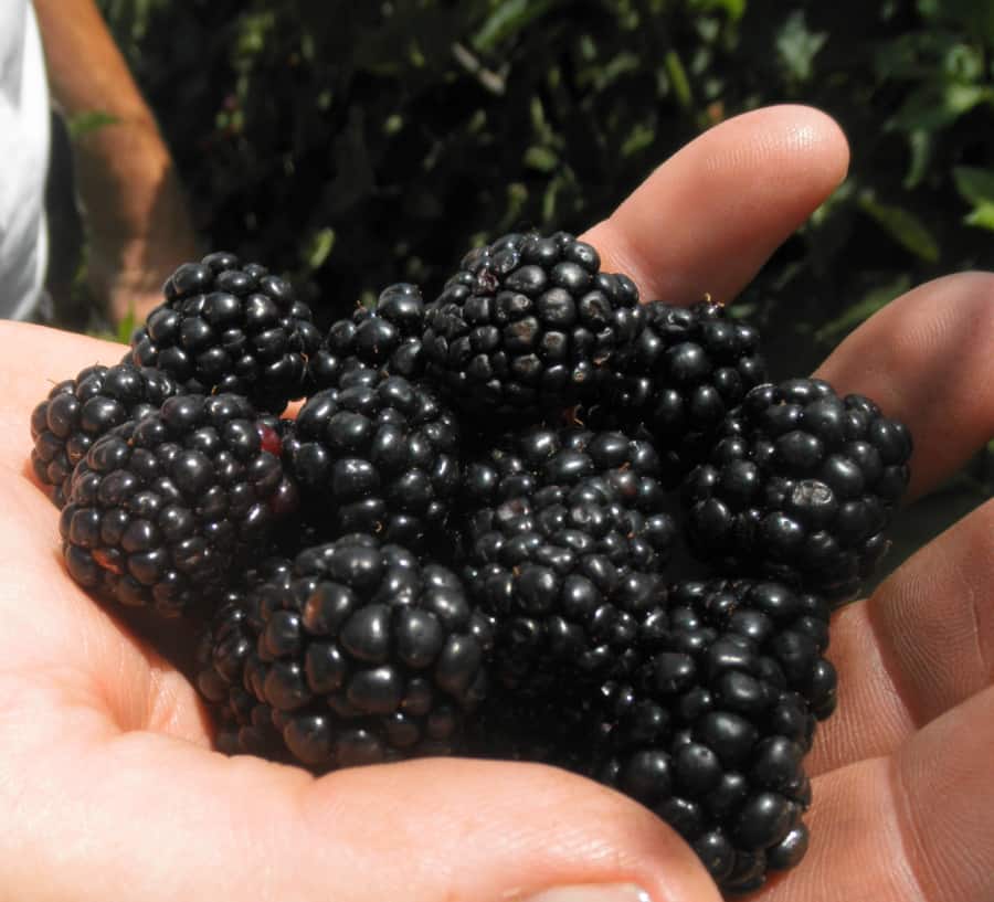 Brambles Growing Blackberries and Raspberries Grimm's Gardens