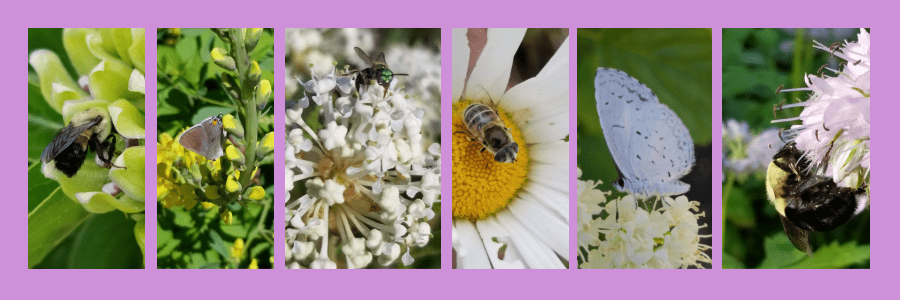 May flowers and pollinators