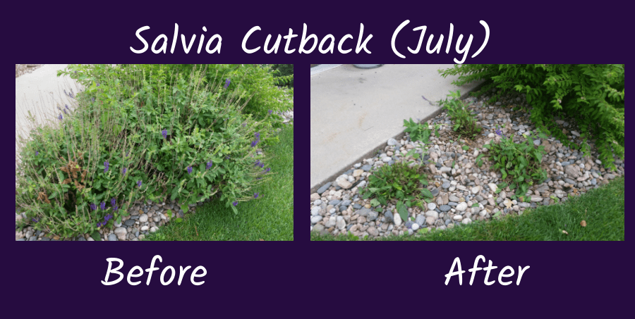 perennial salvia cutback