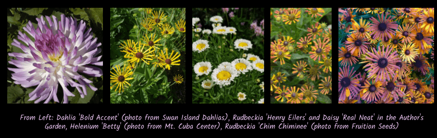 flowers with quilled petals