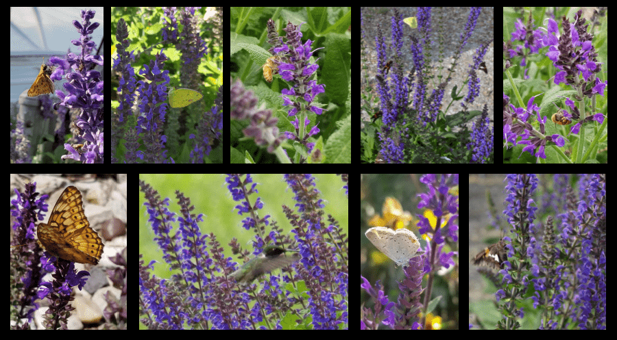 pollinators on perennial salvia