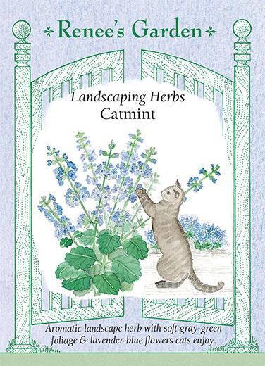 Catmint Landscaping Herb – Seed Packet