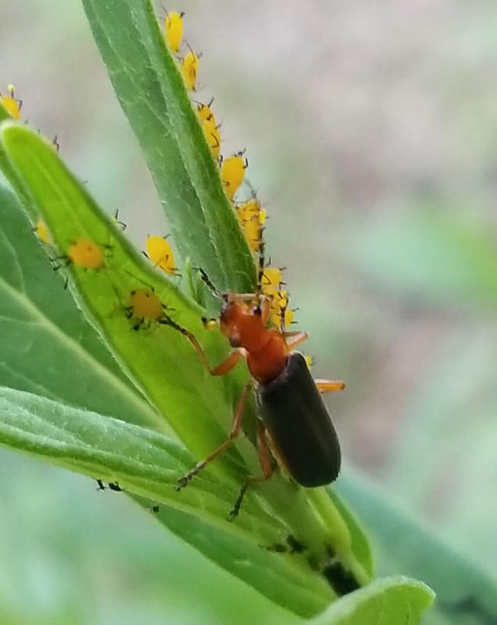 soldier beetle eating aphids