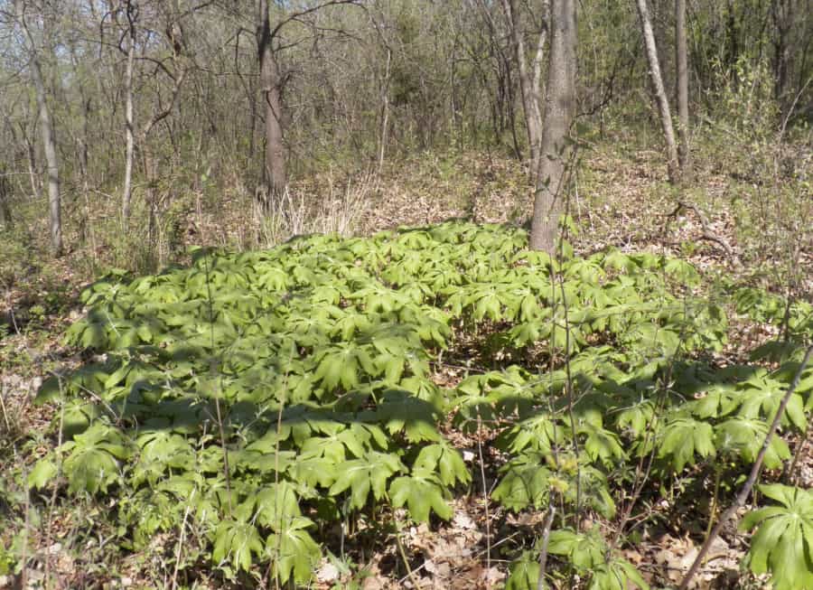 mayapple