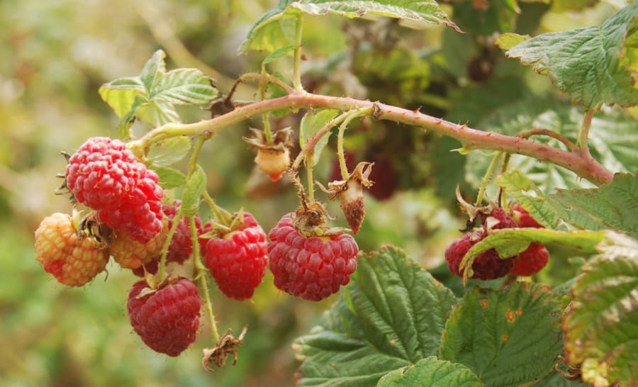 red raspberries