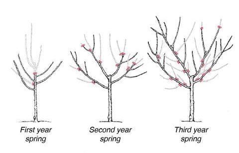 peach tree pruning