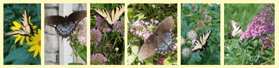 eastern tiger swallowtails on nectar plants