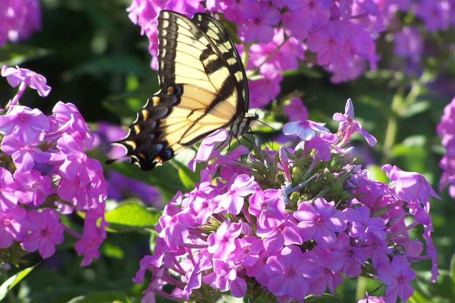 eastern tiger swallowtail butterfly