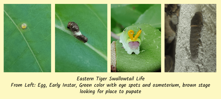 early stages of an eastern tiger swallowtail butterfly