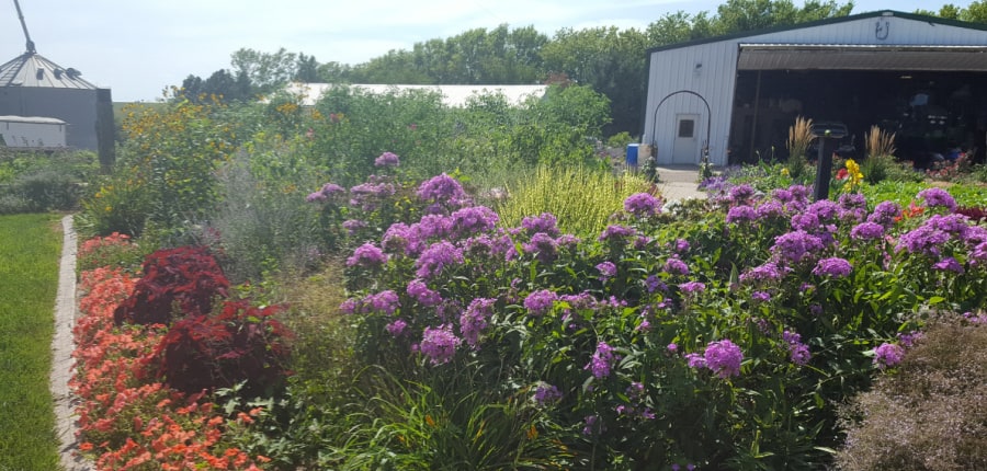 garden phlox in bloom