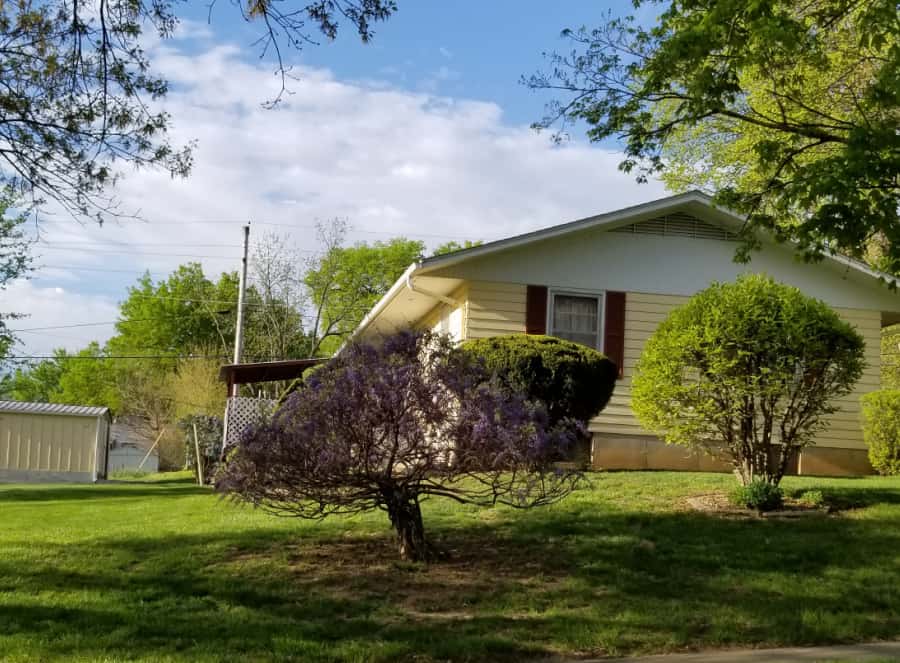 wisteria tree