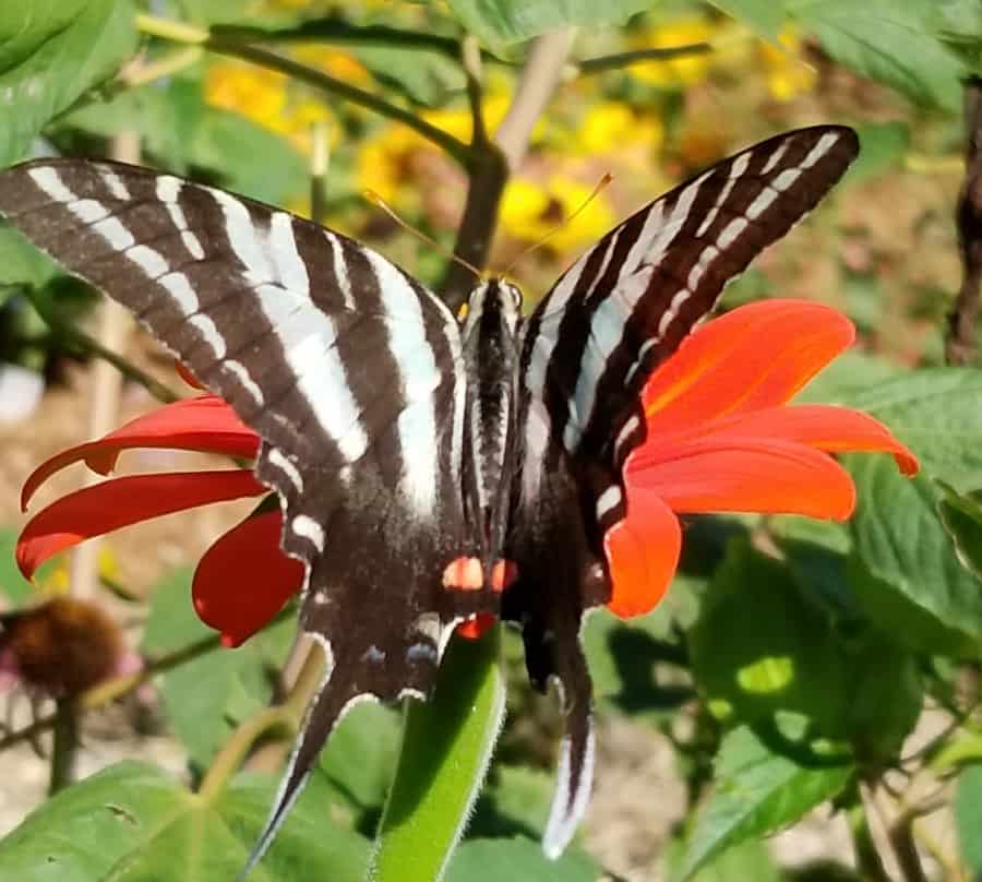 summer form of zebra swallowtail