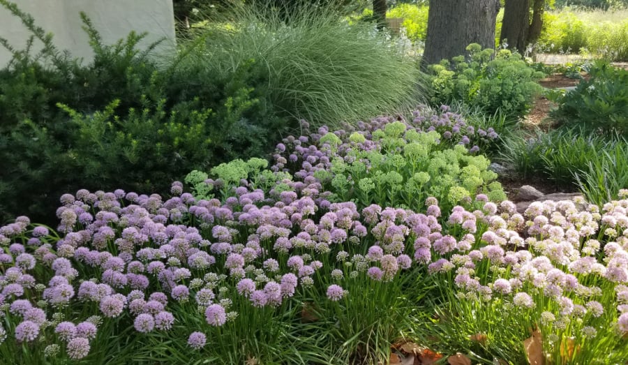 Summer Beauty allium