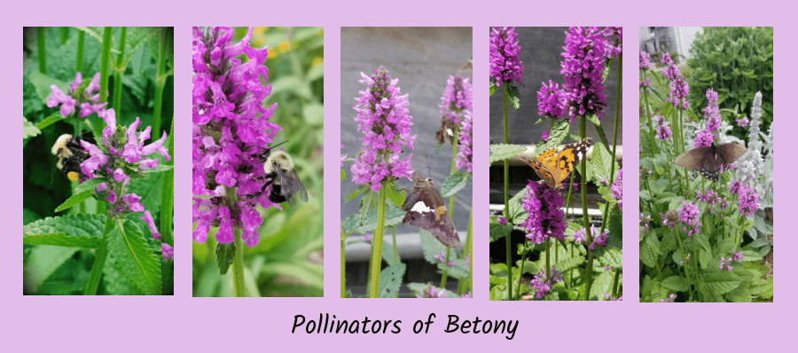 pollinators on betony