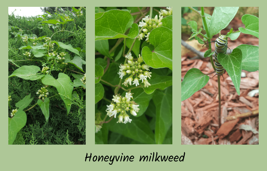 honeyvine milkweed