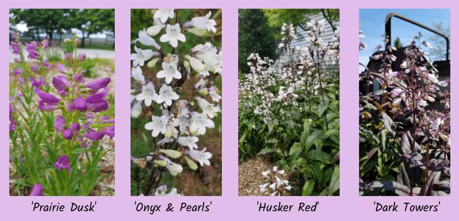 penstemon cultivars