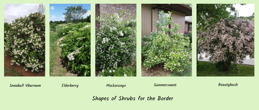 irregular shrub shapes