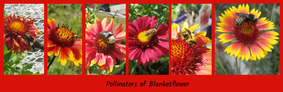 blanketflower