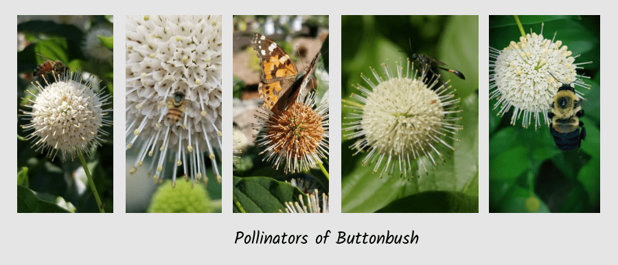 buttonbush