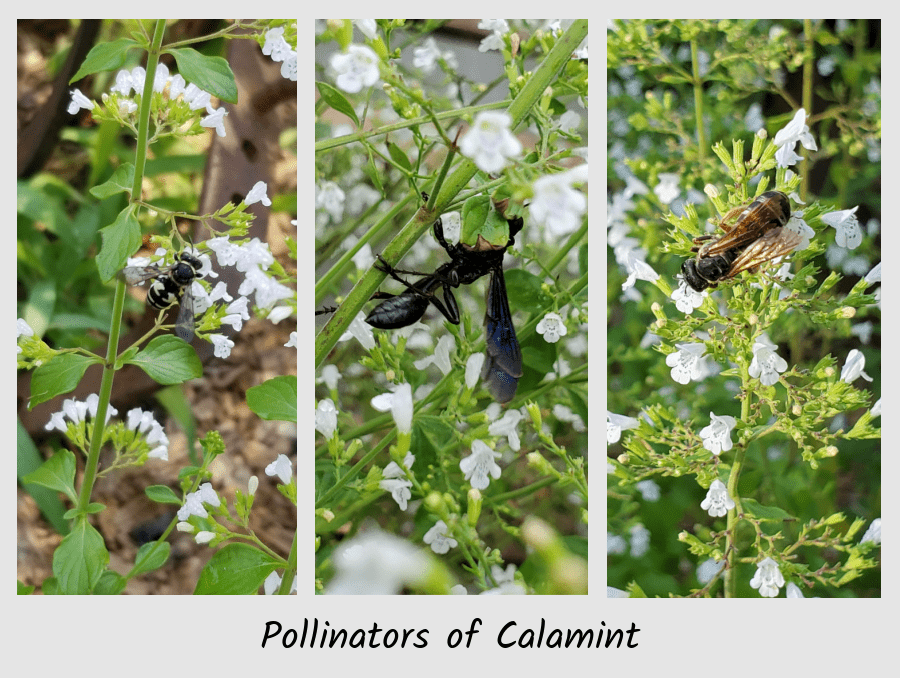 calamint and wasps