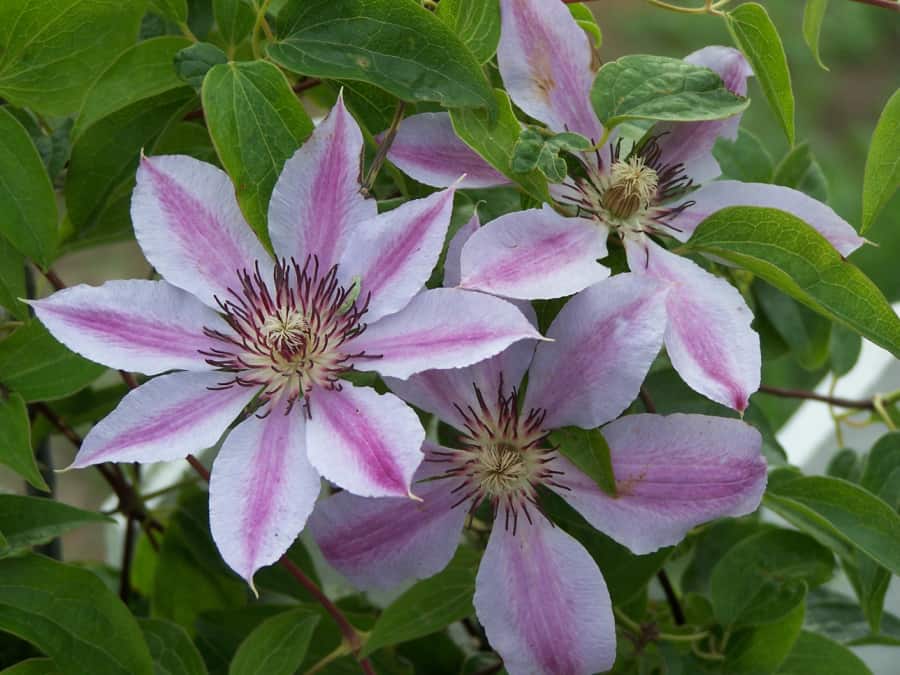 clematis