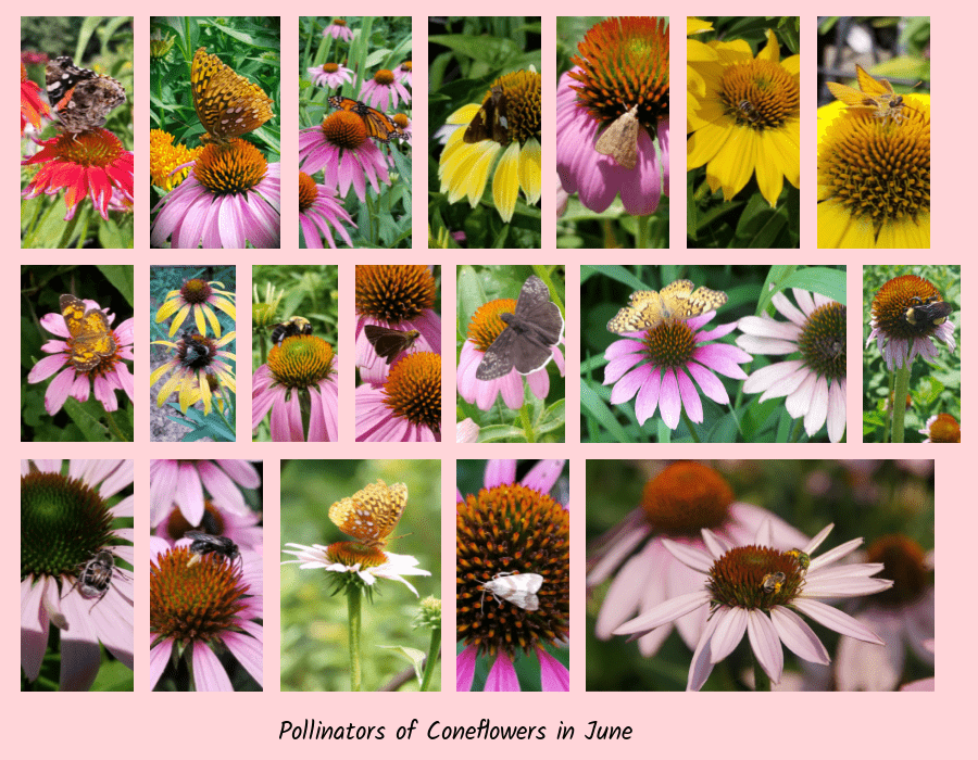 coneflower pollinators