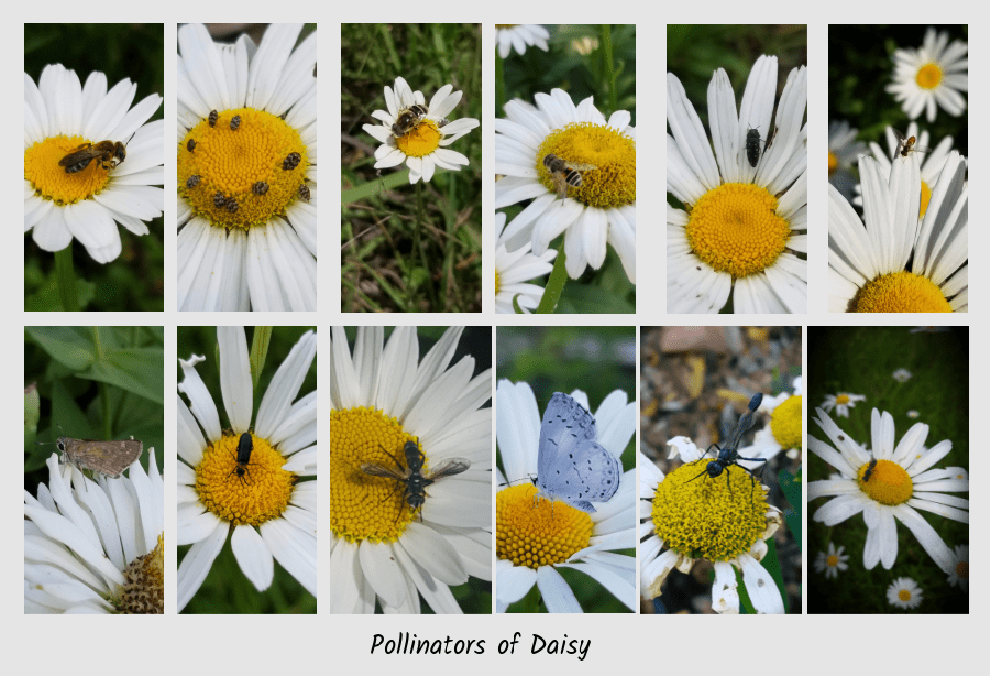 daisies with pollinators