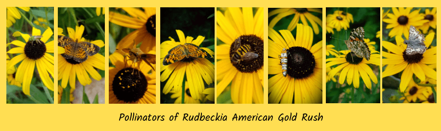 American Gold Rush rudbeckia