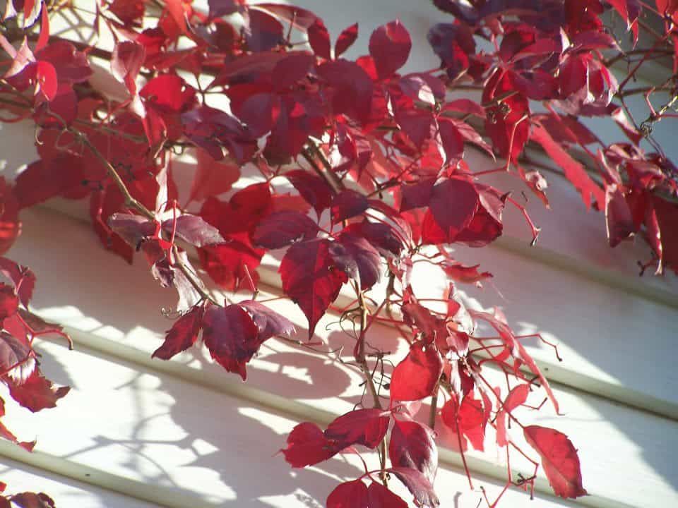 Virginia creeper in autumn