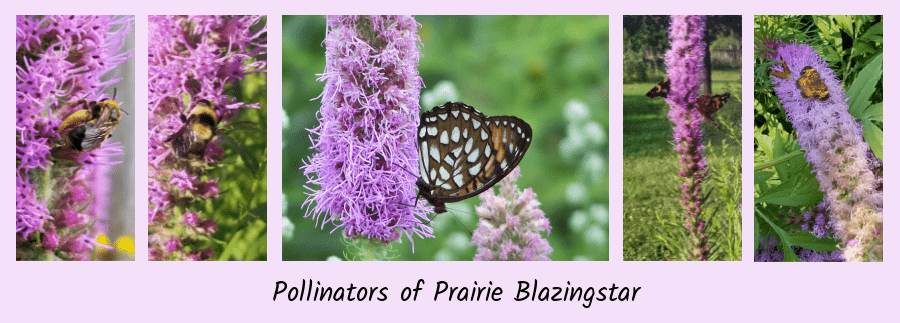 prairie blazingstar