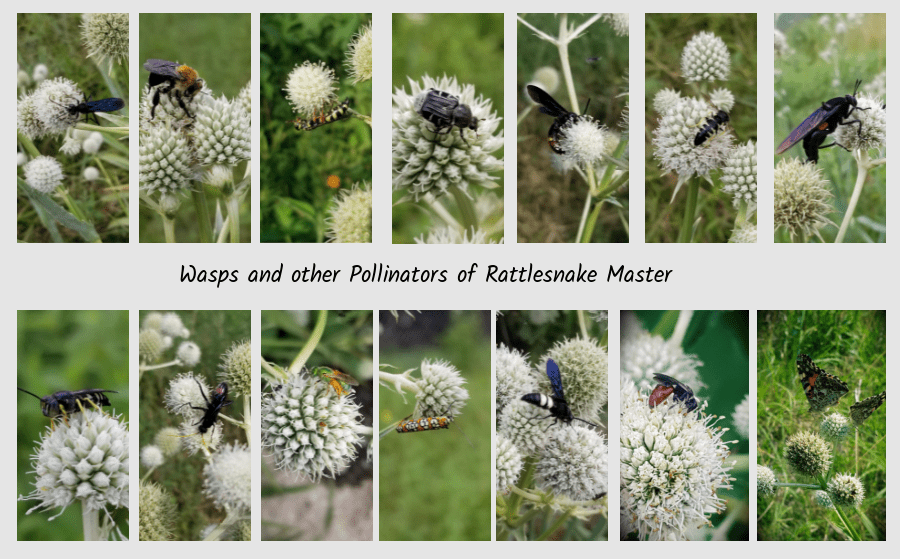 rattlesnake master with pollinators