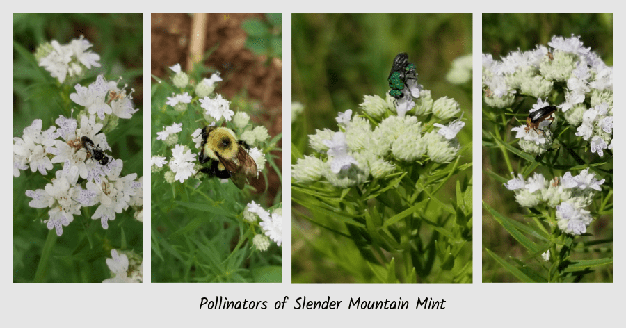 mountain mint