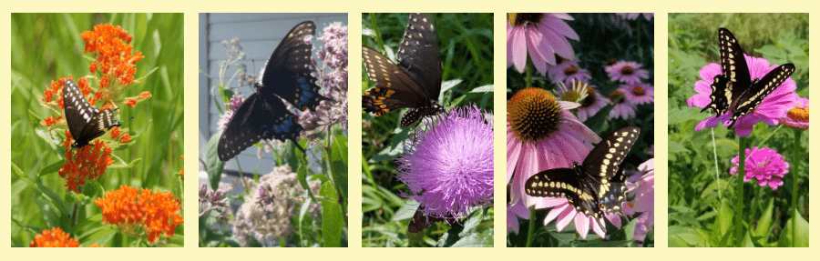 black swallowtail butterflies on nectar plants