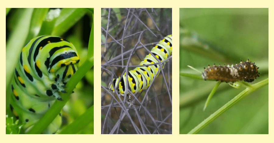 black swallowtail butterfly caterpillars