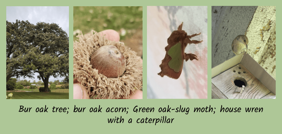 bur oak