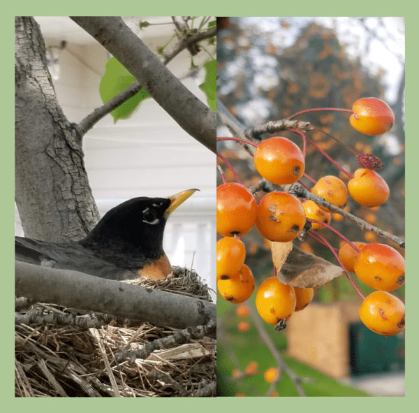 Trees for Birds – The Top 6 for Landscapes