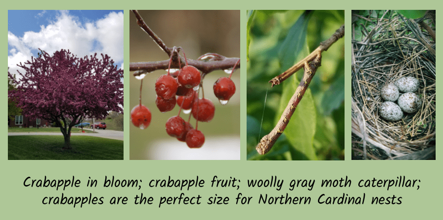 crabapple