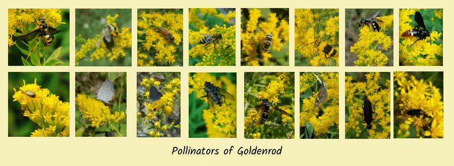 pollinators on goldenro