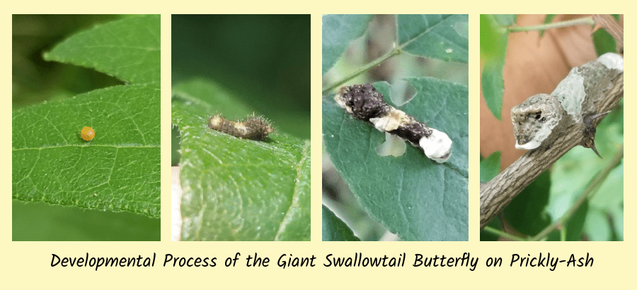 development of giant swallowtail butterfly