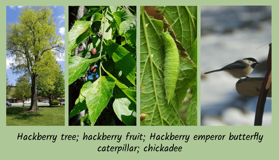 hackberry is a tree for birds