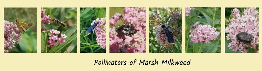 pollinators on marsh milkweed