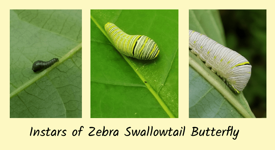 instars of zebra swallowtail