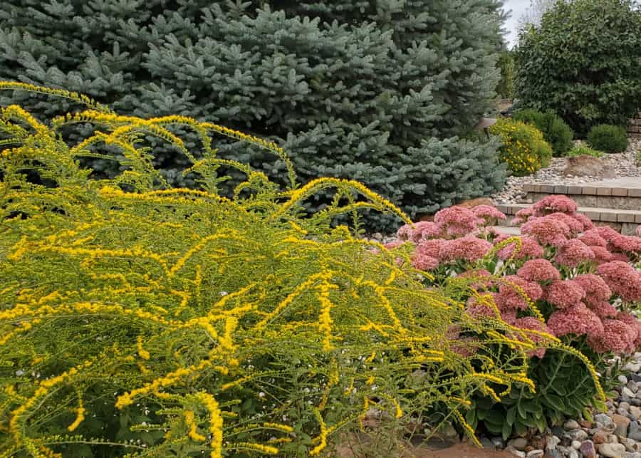 Fireworks goldenrod