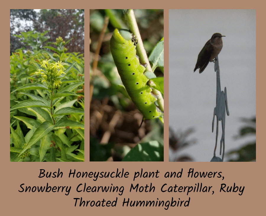 bush honeysuckle