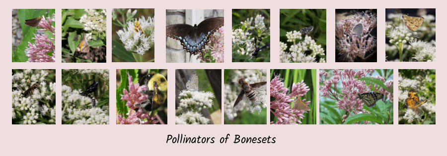 pollinators of bonesets