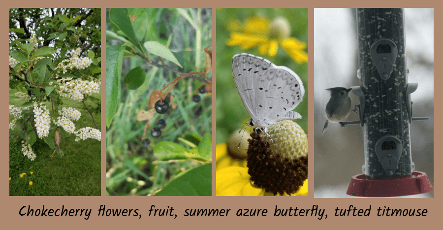 chokecherry shrubs