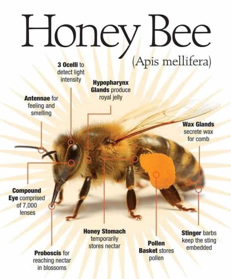 honeybee description
